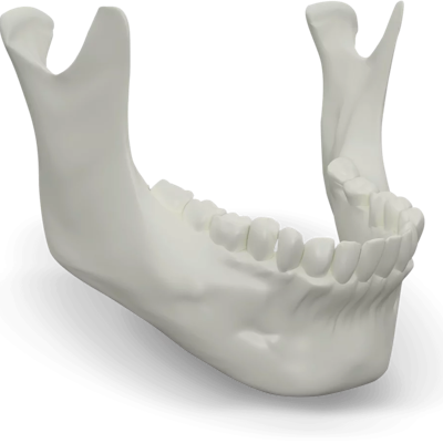 lower jaw illustration